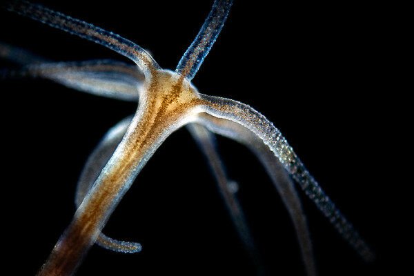 Кракен сайт 1kraken me вход