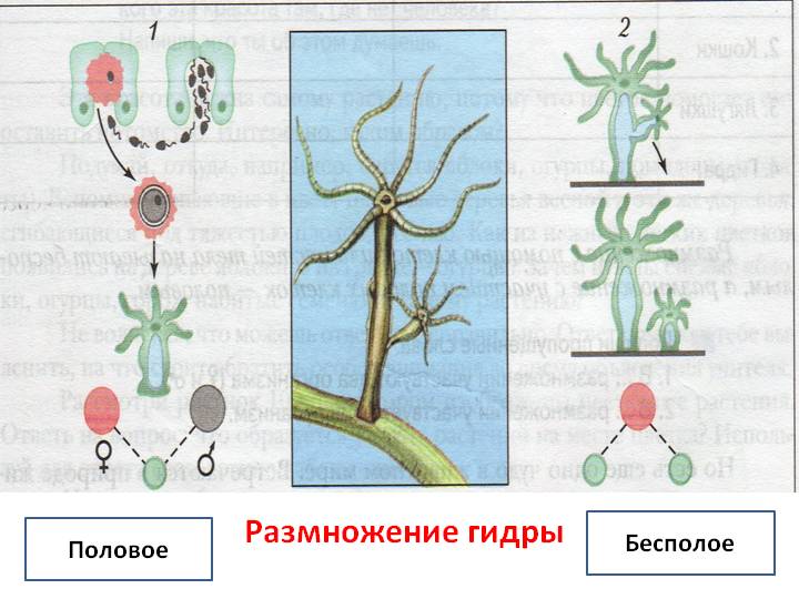 2krn сс что это